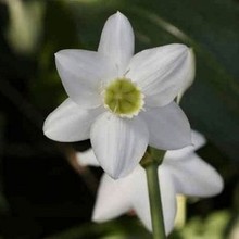 小百合 