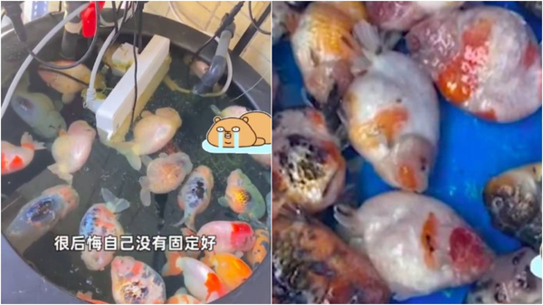 金魚被燙死 主人好傷心