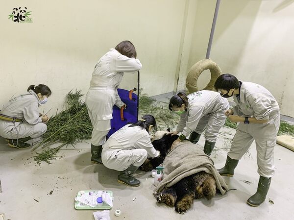 團團是否要做成標本 動物園回應