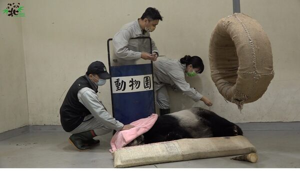 團團是否要做成標本 動物園回應