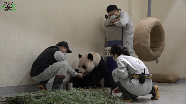 團團死因出爐