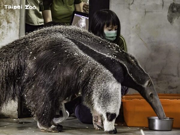 口袋莎過世