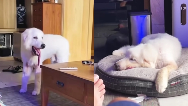 KID的愛犬波辣