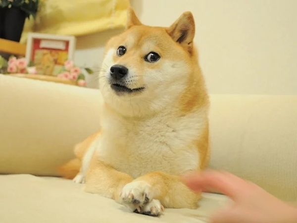 迷因柴犬Kabosu