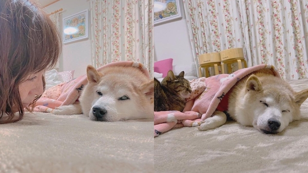 迷因柴犬Kabosu
