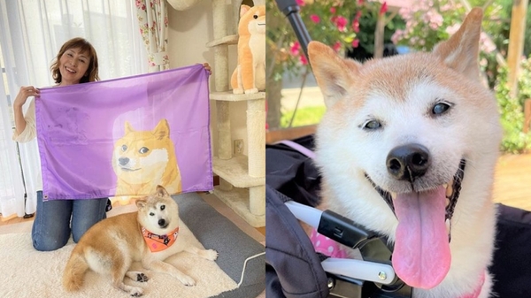 迷因柴犬Kabosu