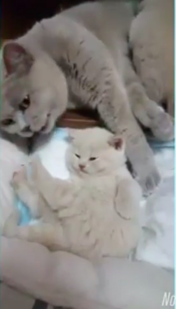 441956