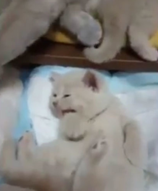441957
